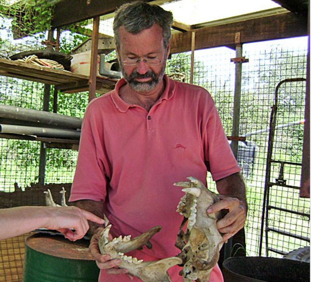 Cover image for Craig Packer: Real Price Tags for Wild Lion Prides