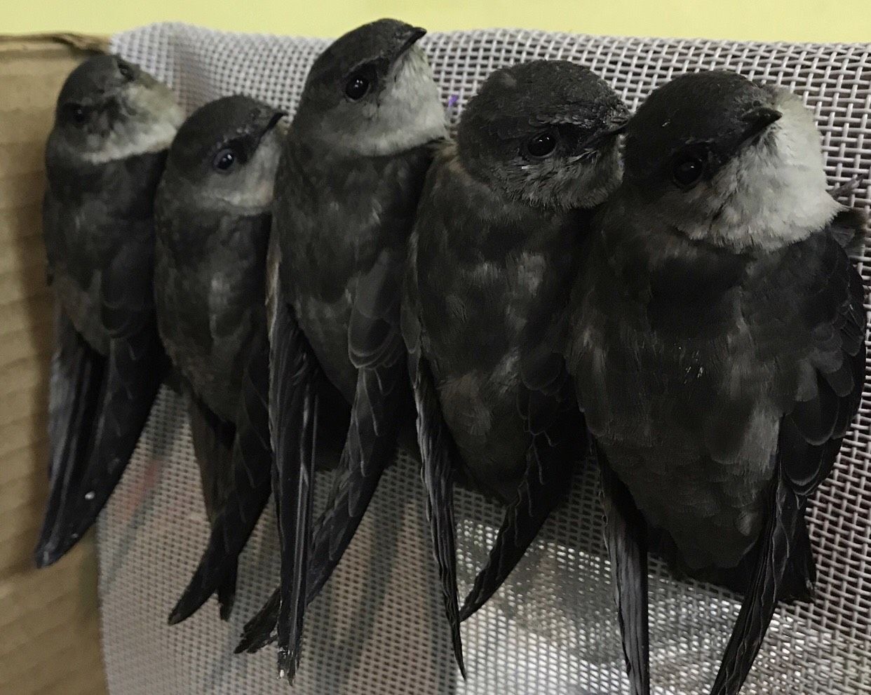 Cover image for Bird Center of Washtenaw County