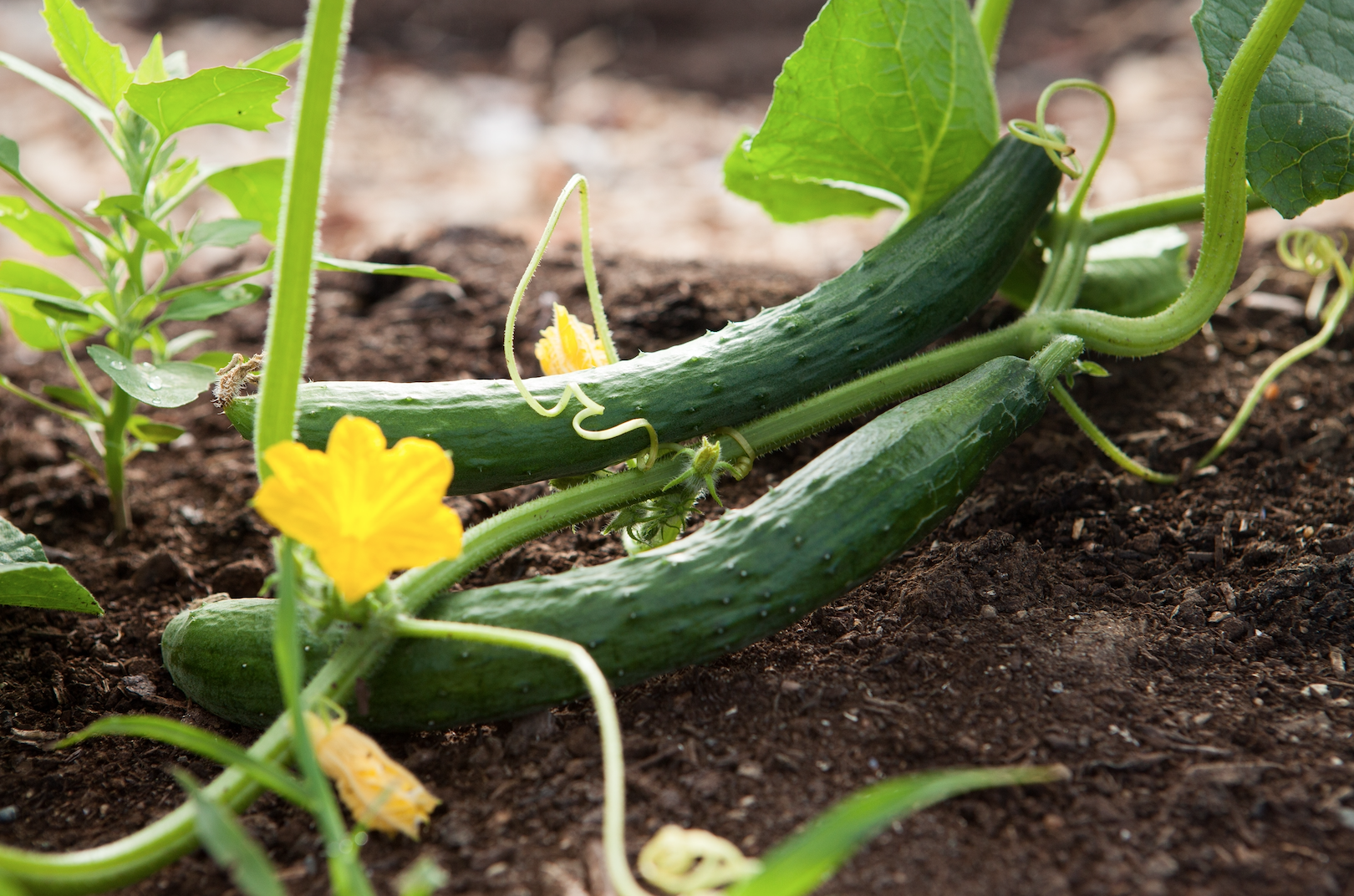 Cover image for Growing Hope in Ypsilanti