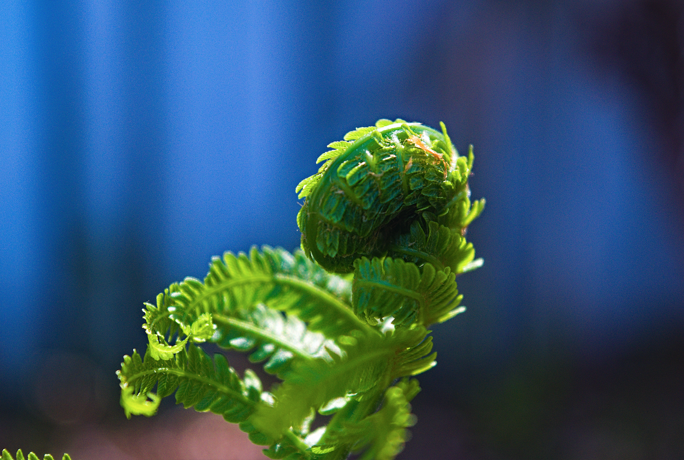 Cover image for Fresh Forage