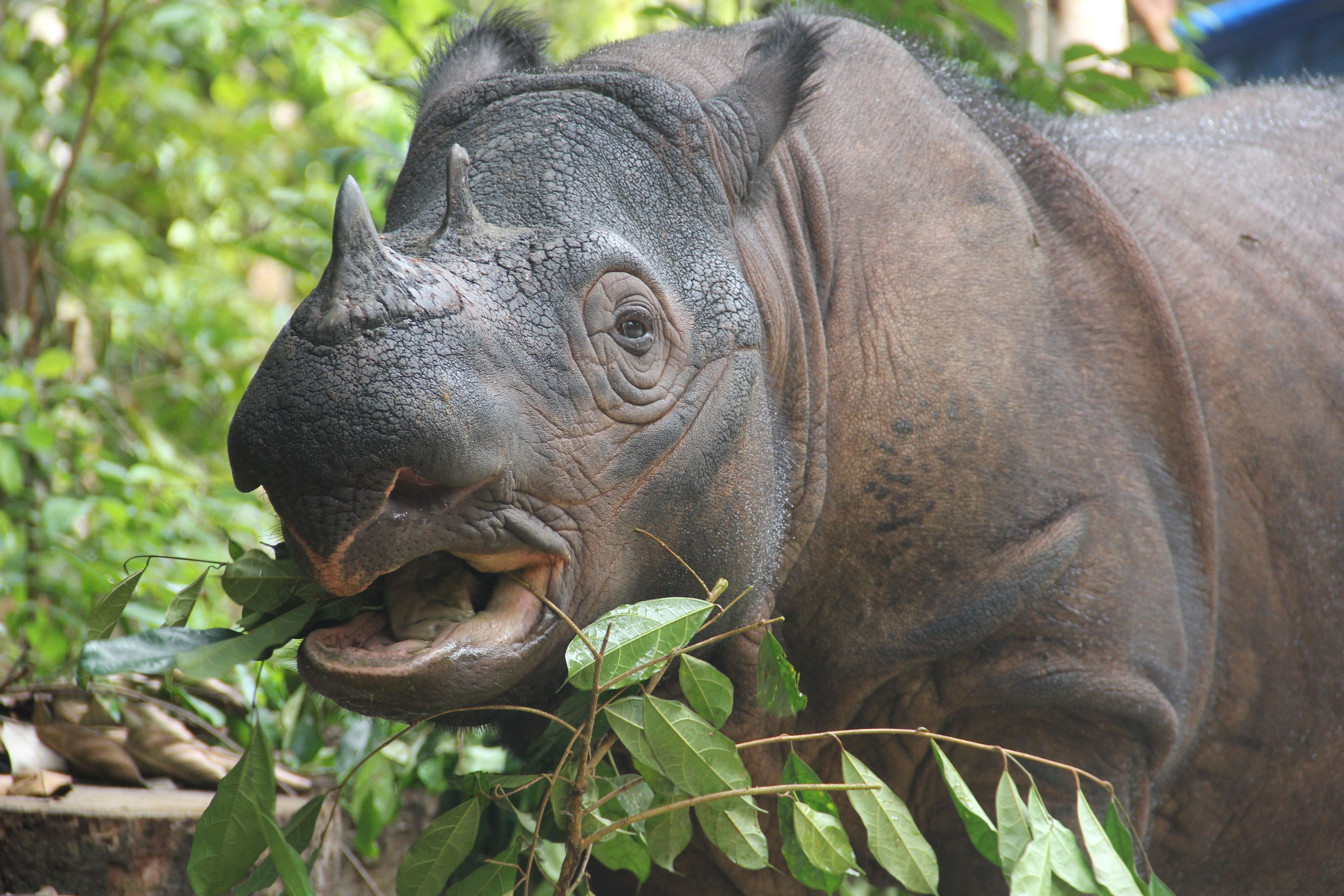 Cover image for Reporter Jeremy Hance On Wildlife Conservation and Nature's (Potential) Comeback