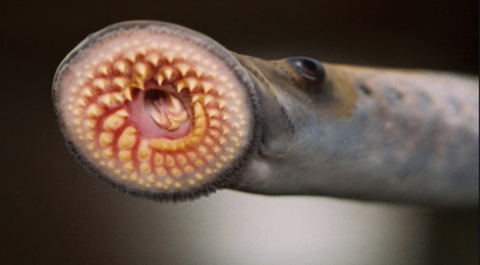 Beware the Sea Lamprey